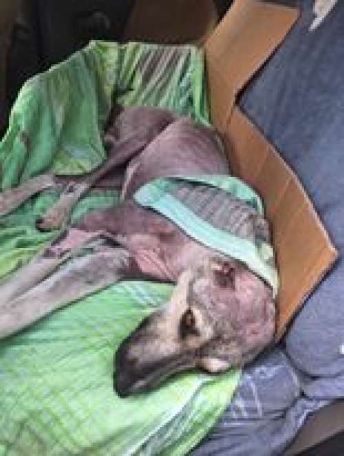 მეტისი ჭიათურა