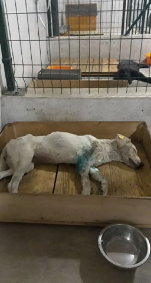 მეტისი უსახელო