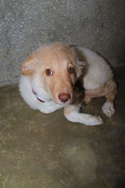 მეტისი უსახელო