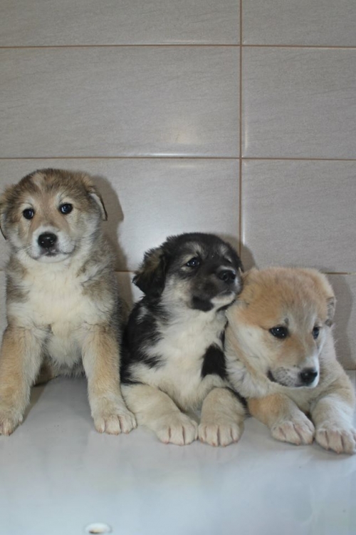 ლაიკის მეტისი უსახელო