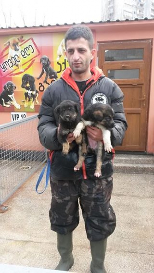 ქართული ქოფაკი უსახელო