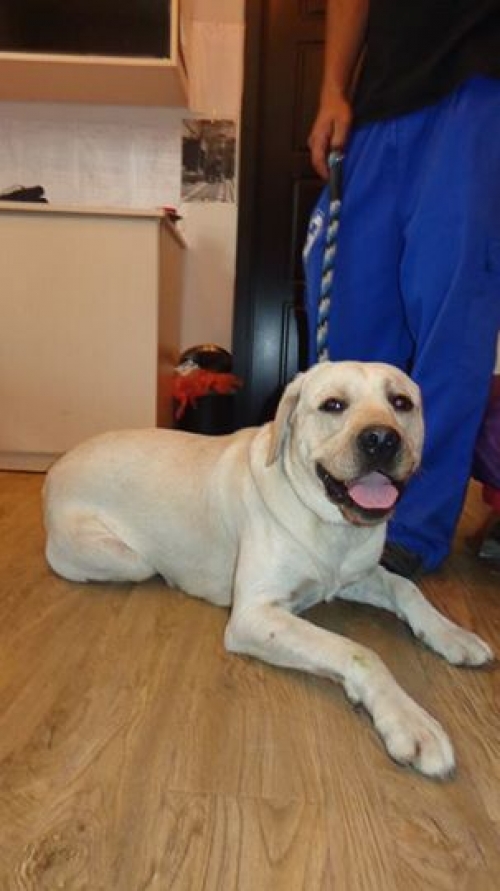 ლაბრადორი უცნობი