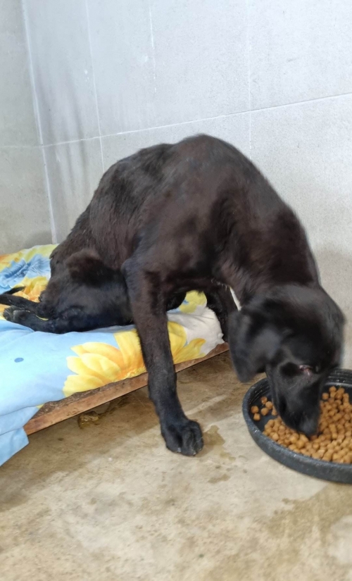 მეტისი თიკო კვალიაშვილმა ჩააბარა