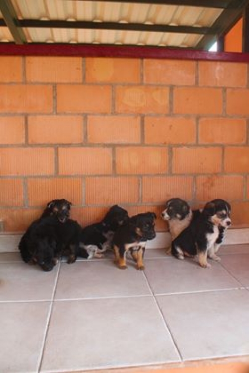 მეტისი უსახელო