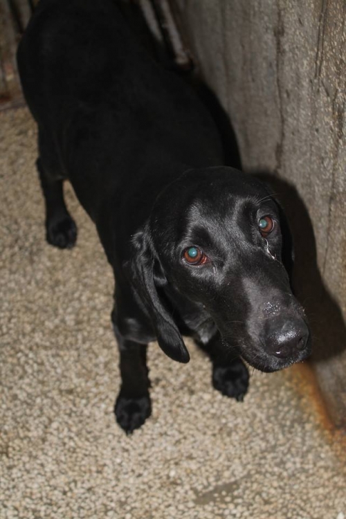 სეტერის მეტისი უსახელო