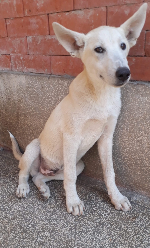 ლაიკა ბობო