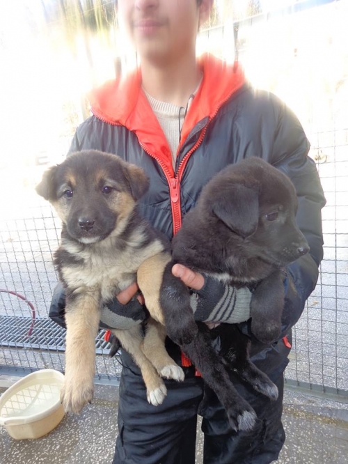 მეტისის ლეკვები უსახელო