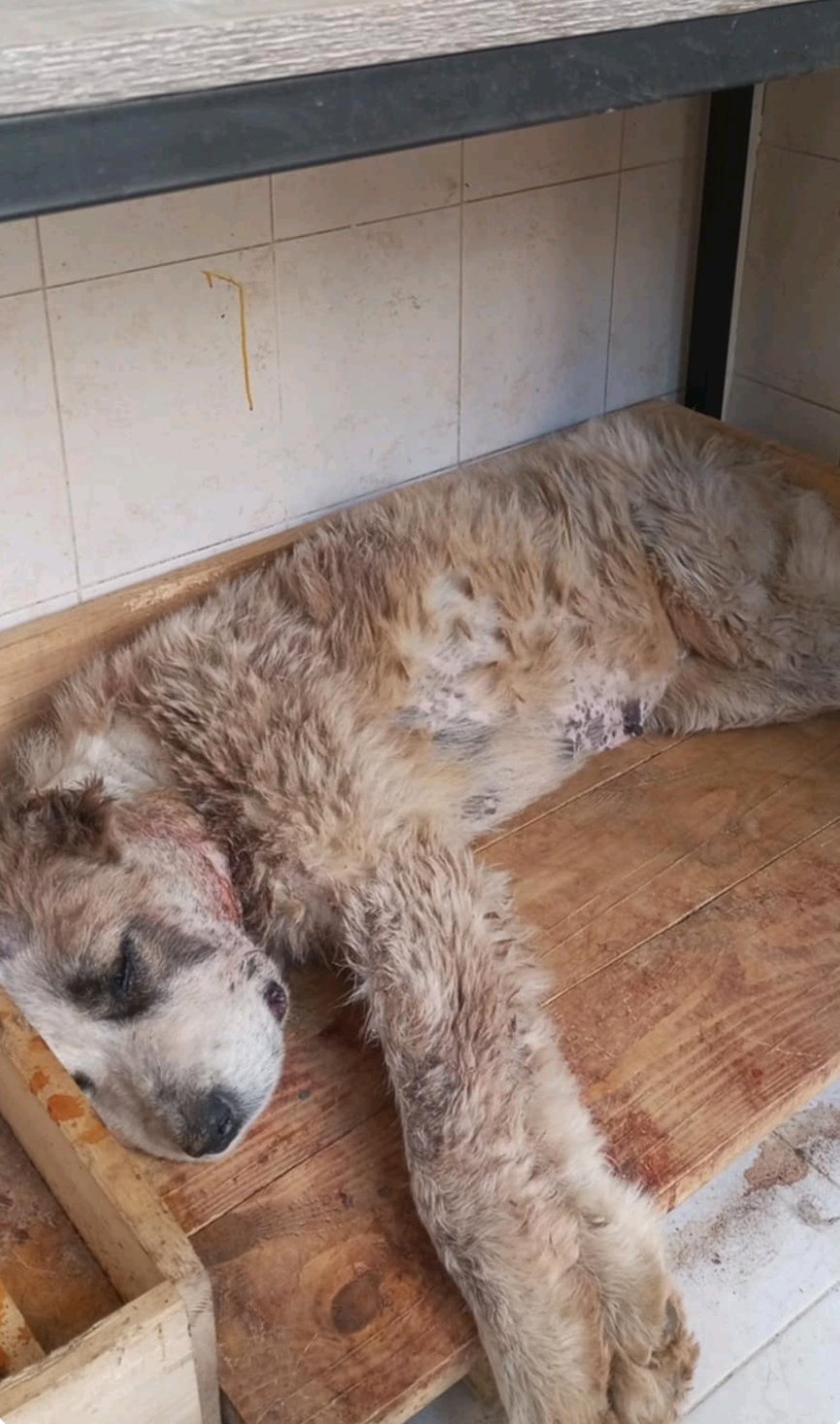 მეტისი. სააკაძის აგარაკები