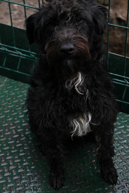 პუდელი უსახელო