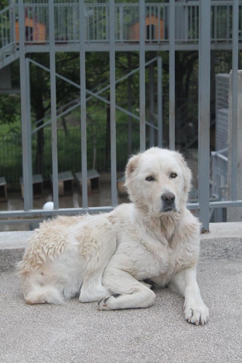 ქართული ნაგაზი უსახელო