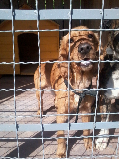 კოკერსპანიელი ჩარლი