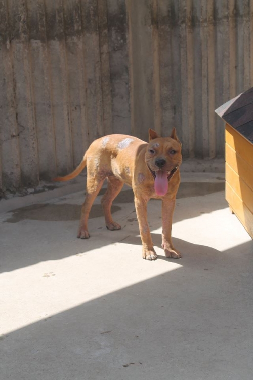 პიტი ზიკო