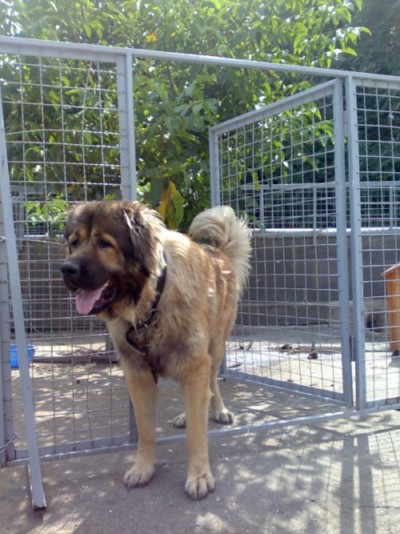 * გაჩუქებულები ბომბორა