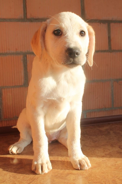 ლაბრადორის მეტისი მიკა