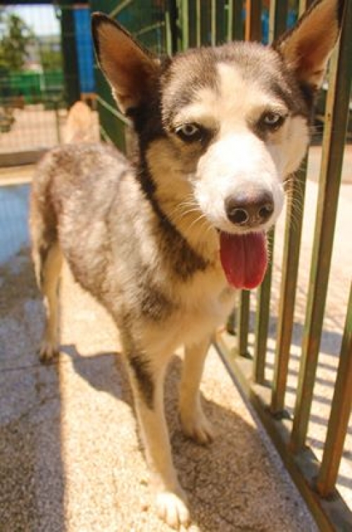 ლაიკა უსახელო