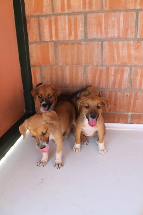 მეტისის ლეკვები უსახელო