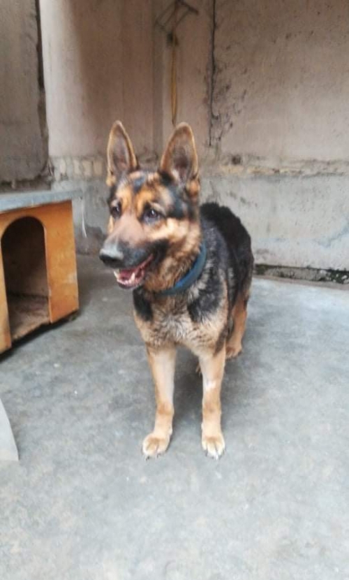 გერმანული ნაგაზი ემმი