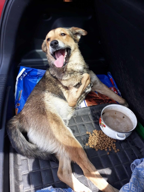 მეტისი ბორჯომი