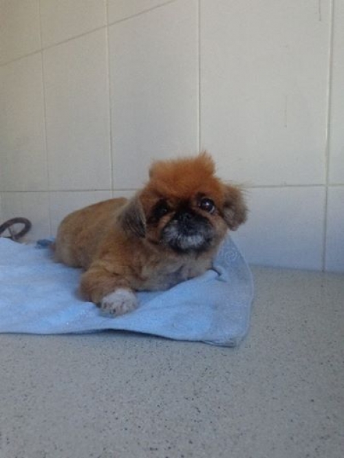 პეკინესი კუსა