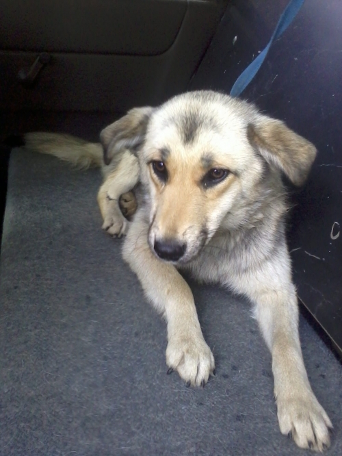 მეტისი უსახელო