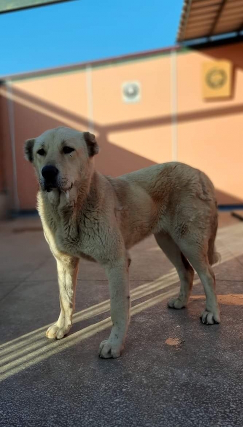 ქართული ნაგაზი გლდანის ციხე