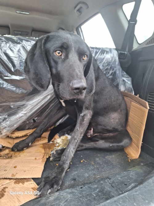 მეტისი ბოლნისი