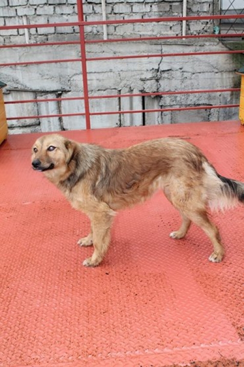 მეტისი ღრუტუკა