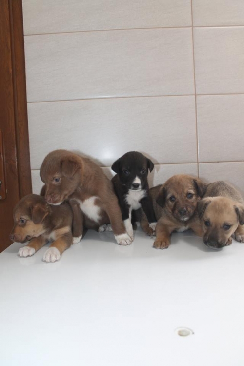 მეტისი უსახელო