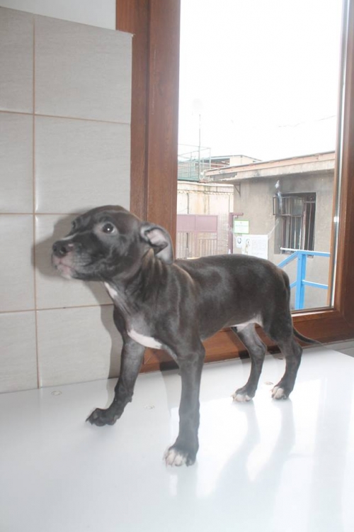 პიტი უსახელო