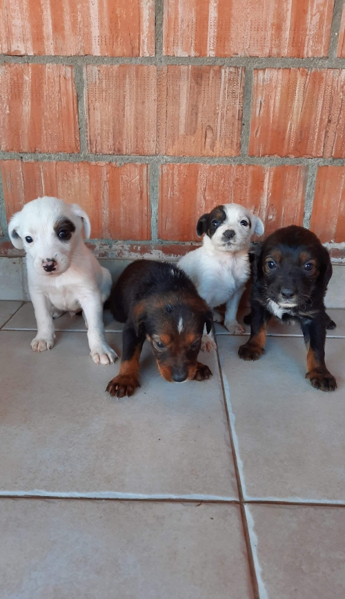 მეტისი უსახელო