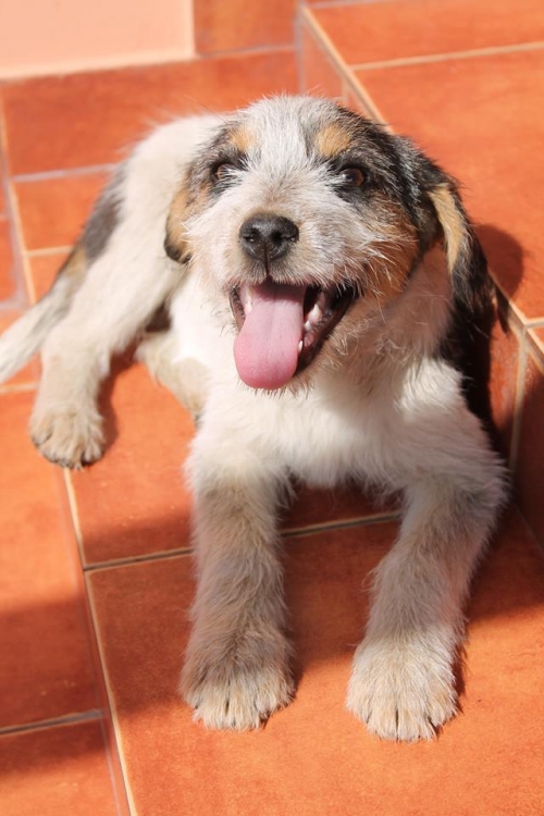 ფოქსტერიერის მეტისი უსახელო