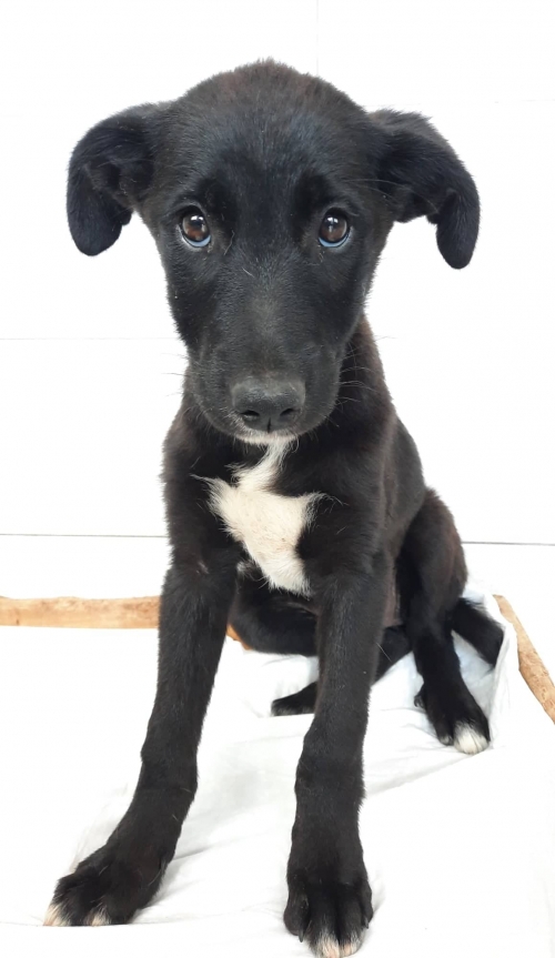 მეტისი ვაზისუბანი მე 4 მკ მე 13 კორპ.