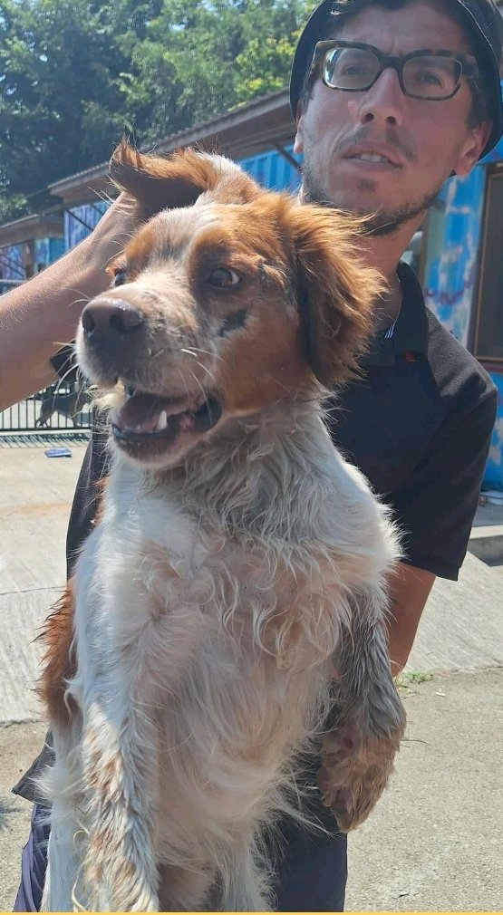 ეპანიოლ ბრეტონი. ზესტაფონი