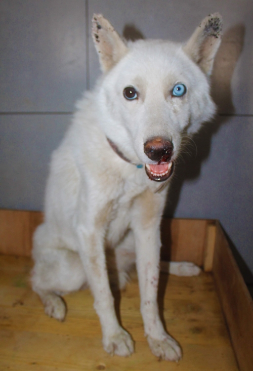 ლაიკა უსახელო