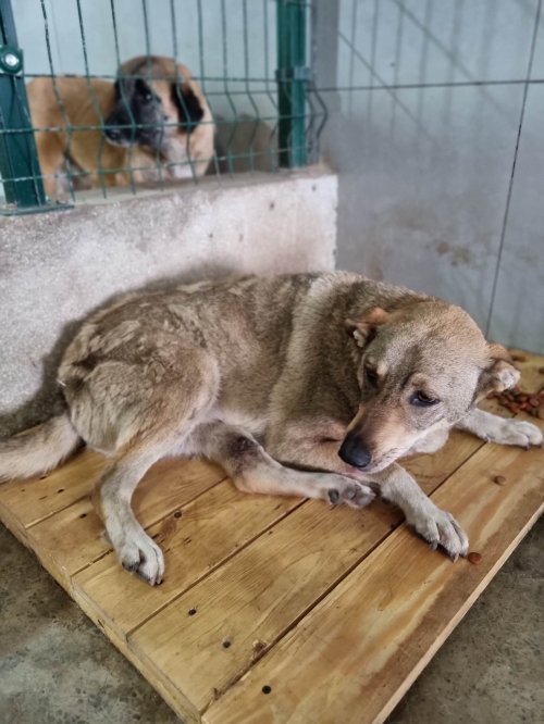 მეტისი კუპატა