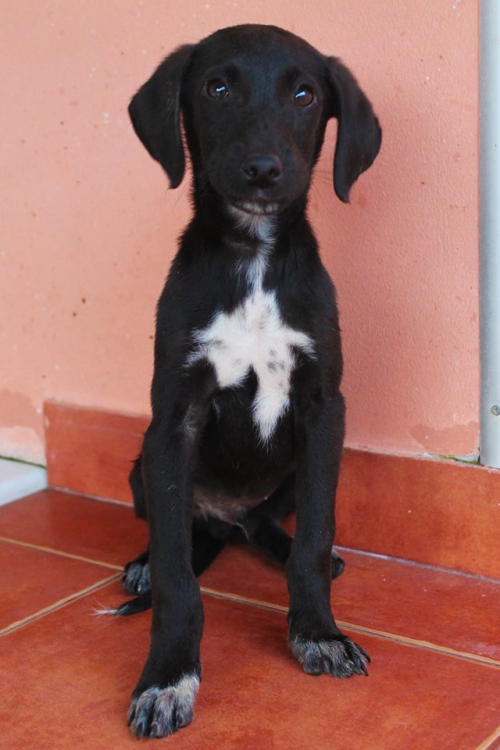 მეტისი უსახელო