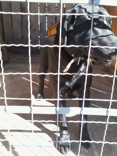 ლაბრადორი დომინიკი