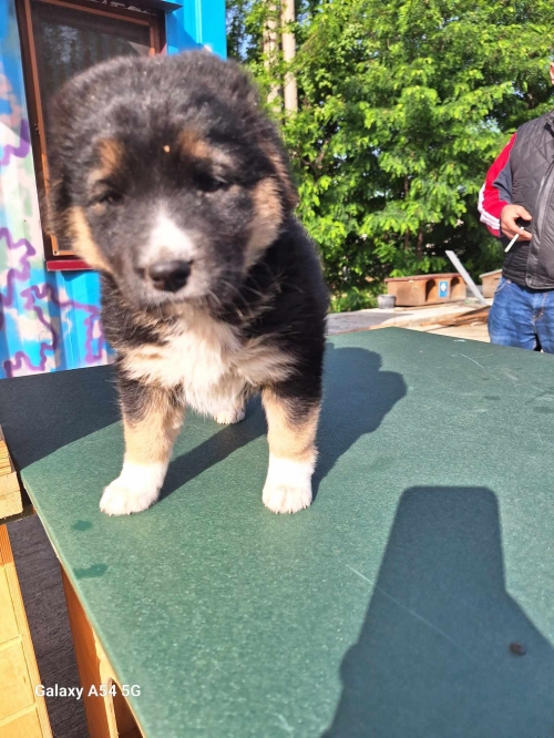 ქართული ქოფაკი ფონიჭალა რუსთავის გზა