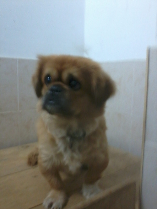 პეკინესი ჩარლი