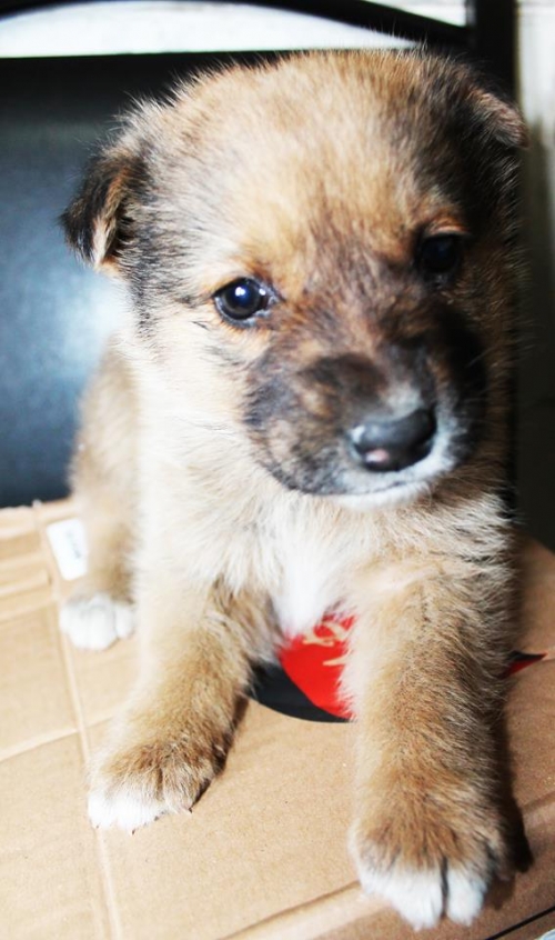 მეტისი უსახელო