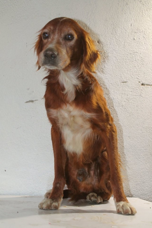 სეტერი უსახელო