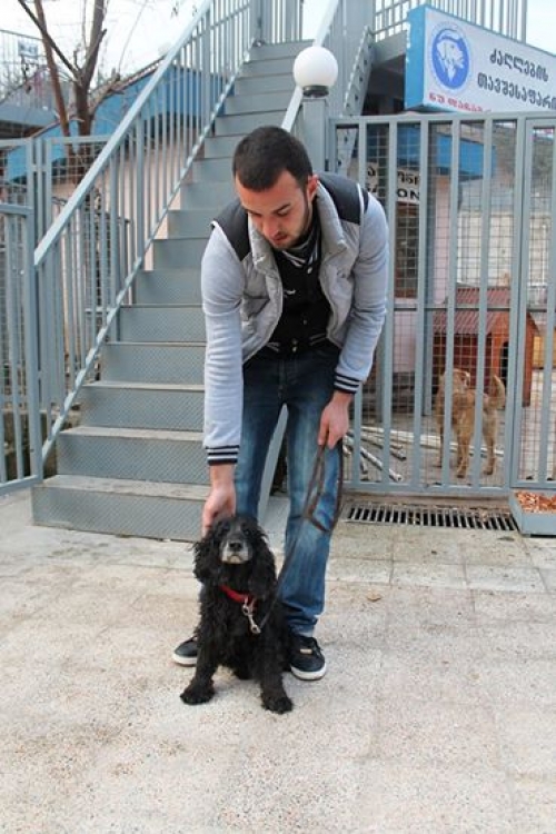 ინგლისური კოკერსპანელი ბილი