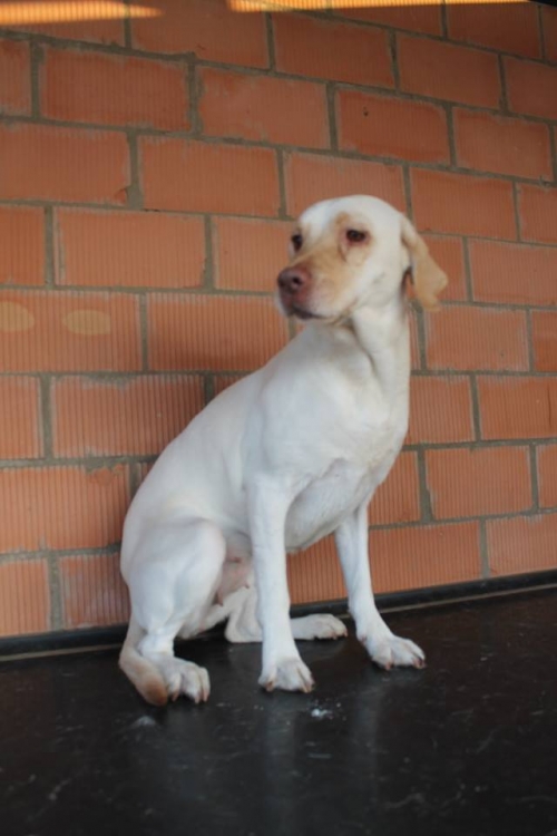 ლაბრადორი უსახელო