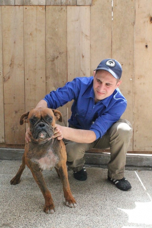 ბოქსიორი ლაიქი