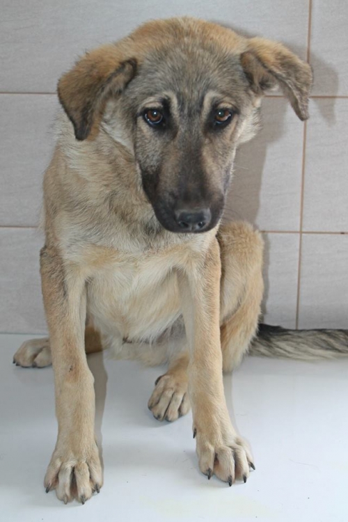 მეტისი უსახელო