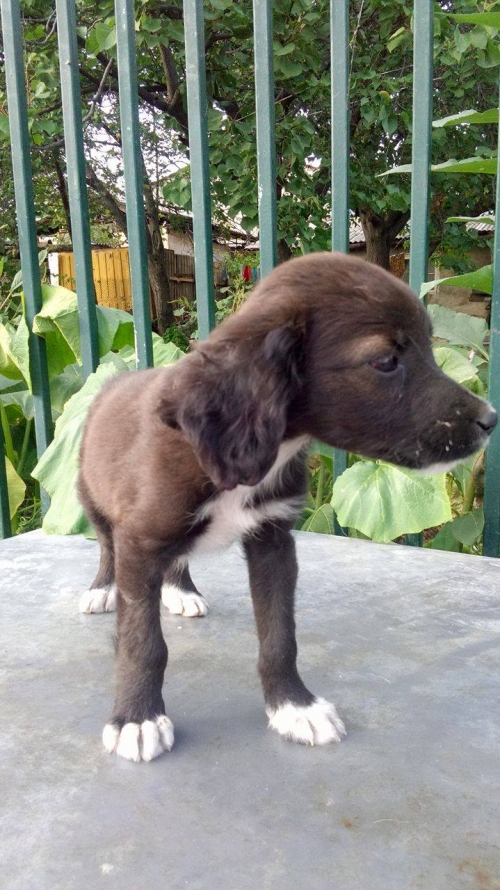 მეტისი უსახელო