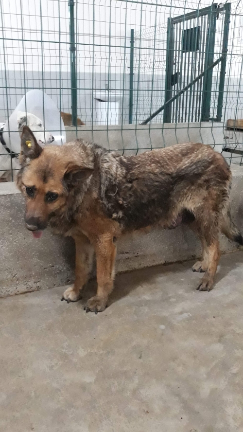 გერმანული ნაგაზი უსახელო