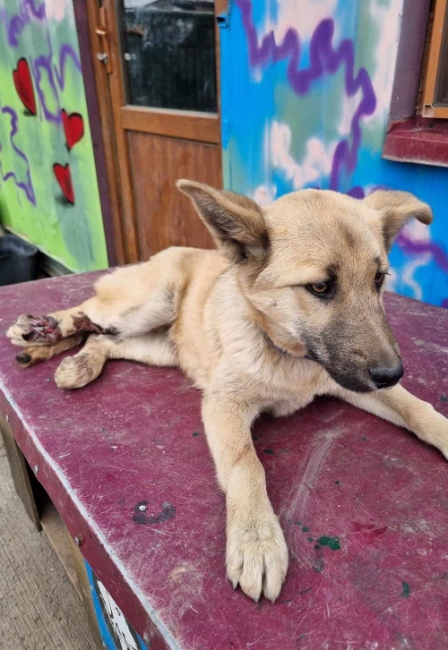 მეტისი სანზონა