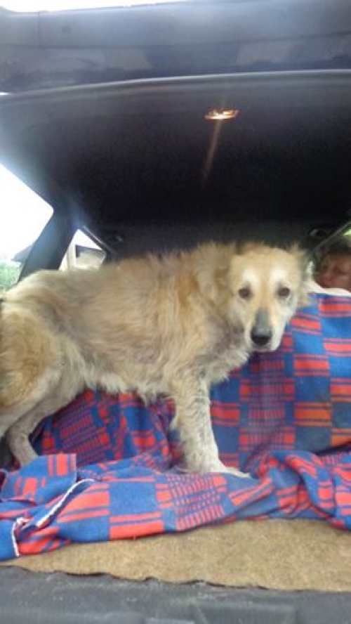 ქართული ნაგაზი ლედი