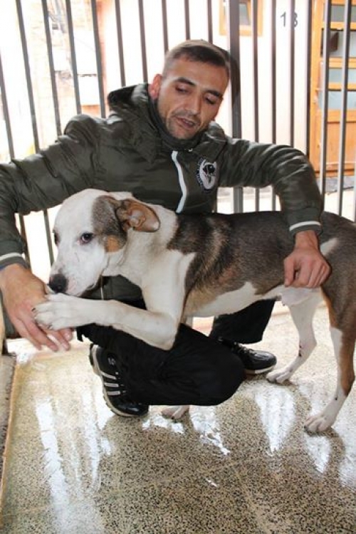 მეტისი უსახელო